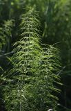 Equisetum pratense