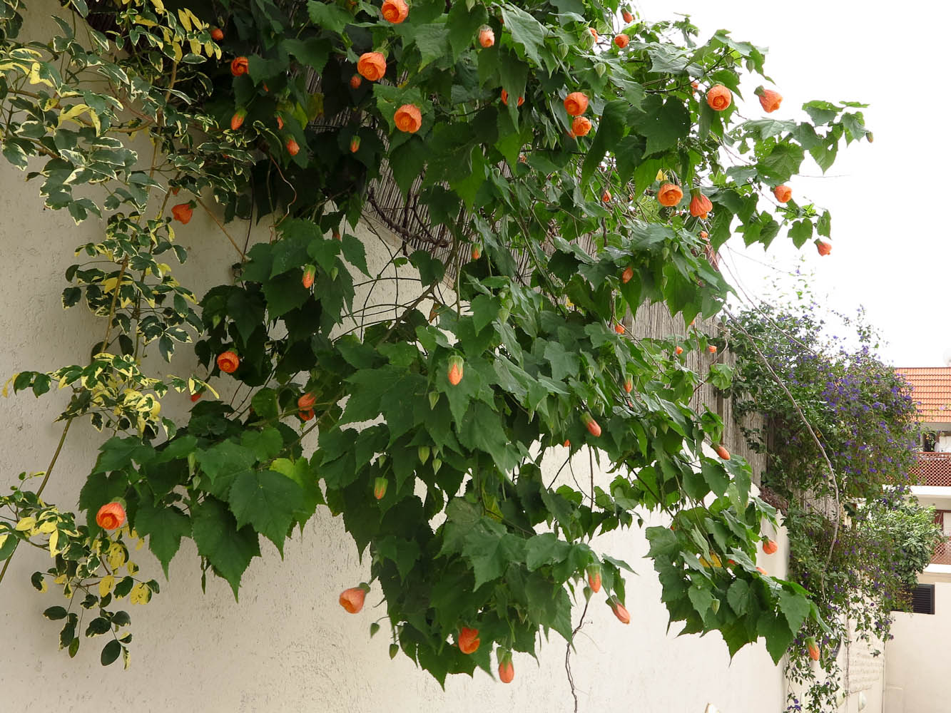 Image of Abutilon &times; hybridum specimen.