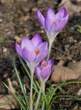 Crocus tommasinianus