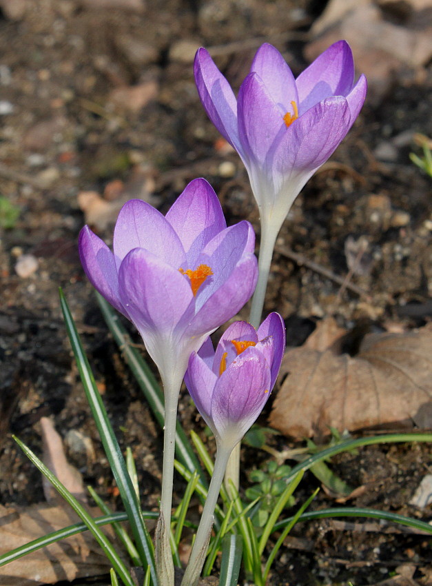 Image of Crocus tommasinianus specimen.