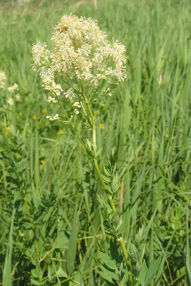 Изображение особи Thalictrum flavum.