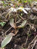 Erythronium krylovii