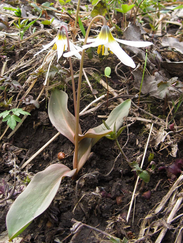 Изображение особи Erythronium krylovii.