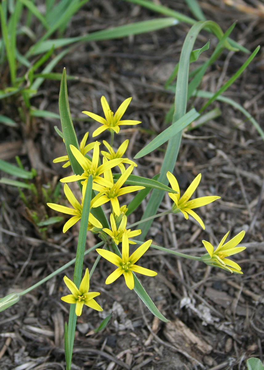 Image of Gagea fedtschenkoana specimen.