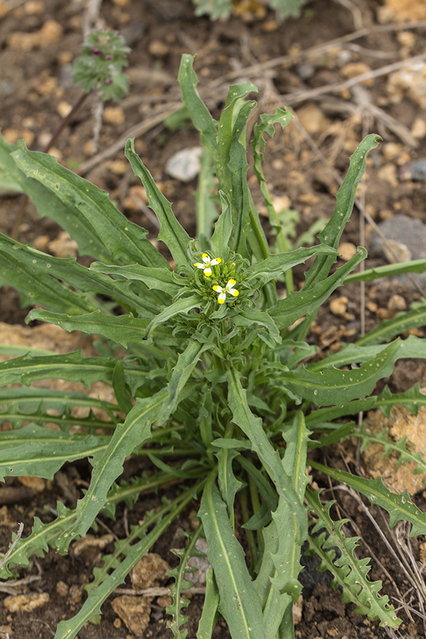 Image of Erysimum repandum specimen.