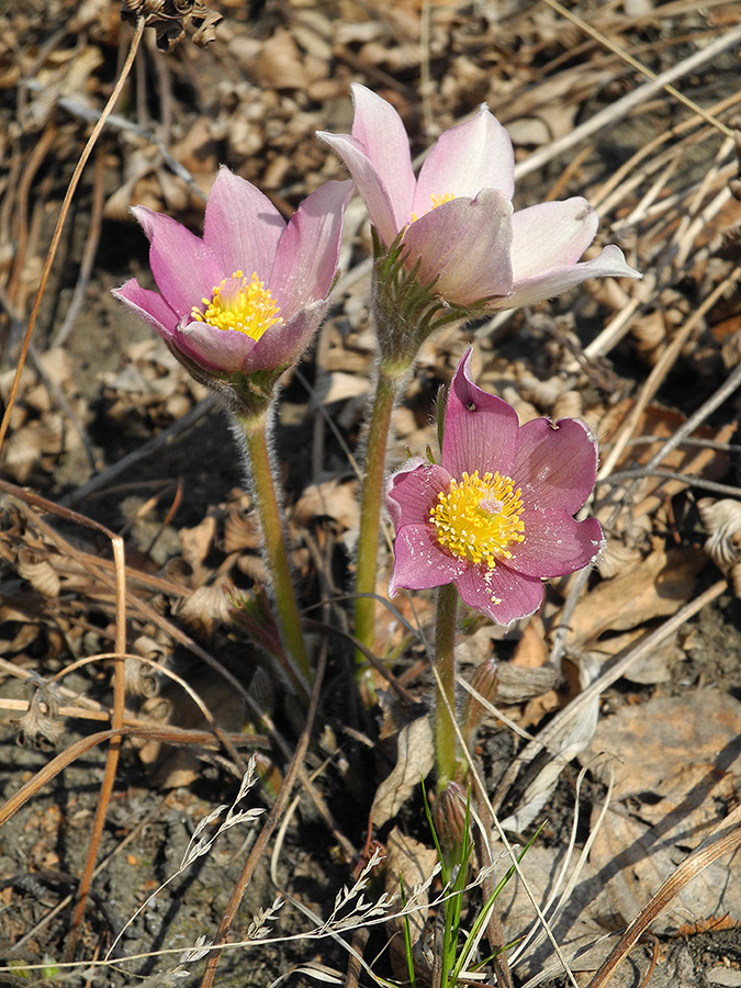 Изображение особи Pulsatilla patens.