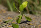 Valerianella locusta. Прикорневые листья выкопанного растения. Ростовская обл., Мясниковский р-н, окр. хут. Недвиговка. 27.04.2014.