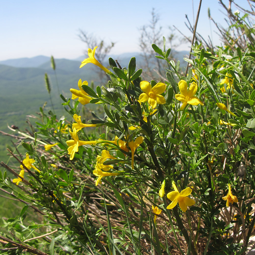 Изображение особи Jasminum fruticans.