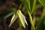 Disporum smilacinum