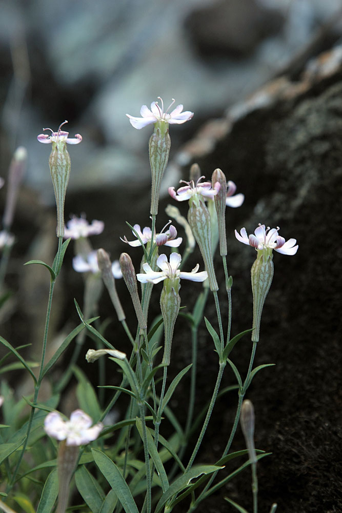 Image of Silene kuschakewiczii specimen.