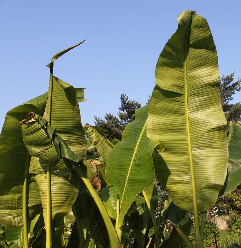 Image of Musa basjoo specimen.