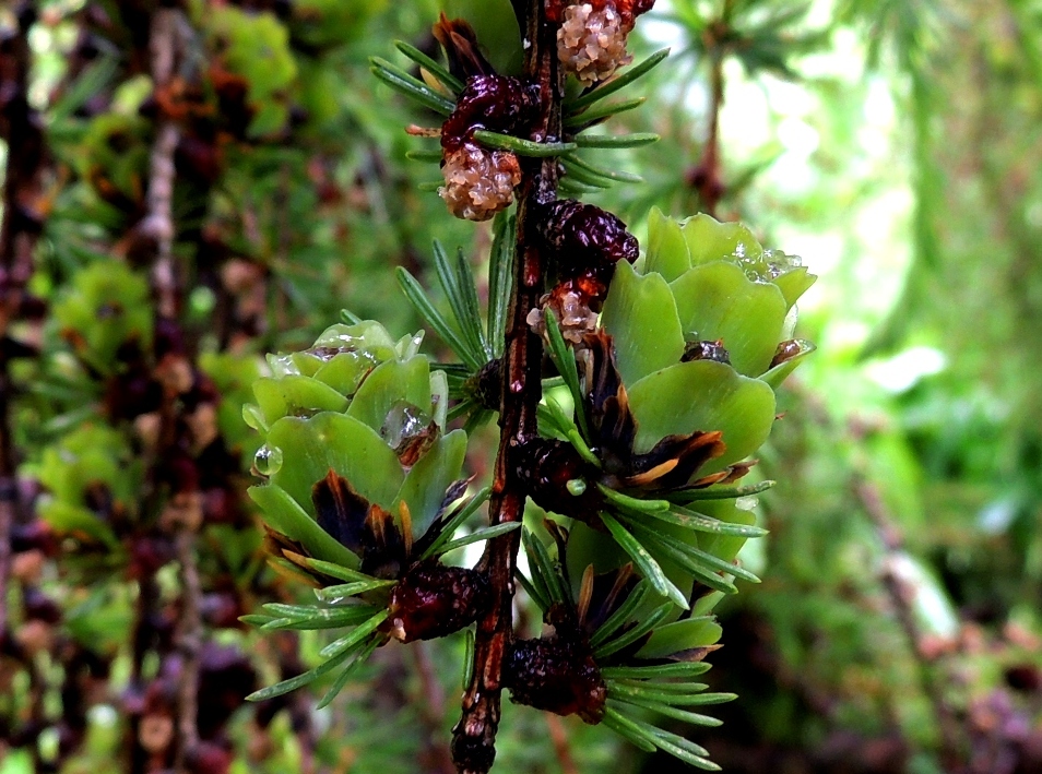Image of Larix cajanderi specimen.