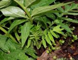 genus Valeriana