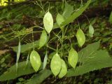 Lunaria rediviva