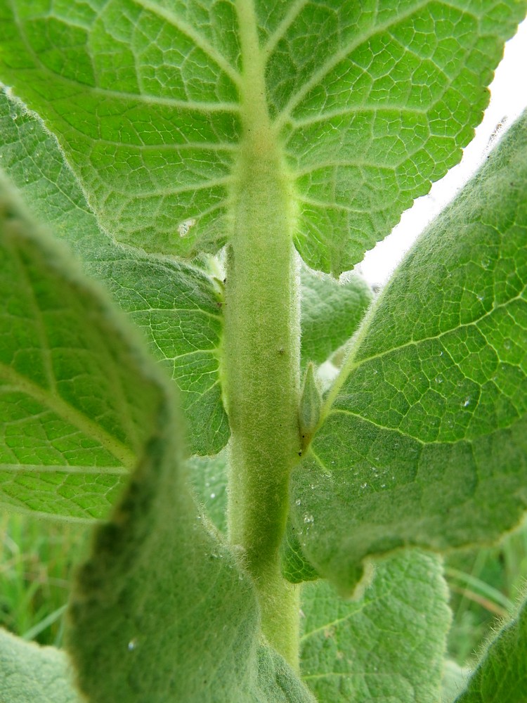 Изображение особи Verbascum phlomoides.