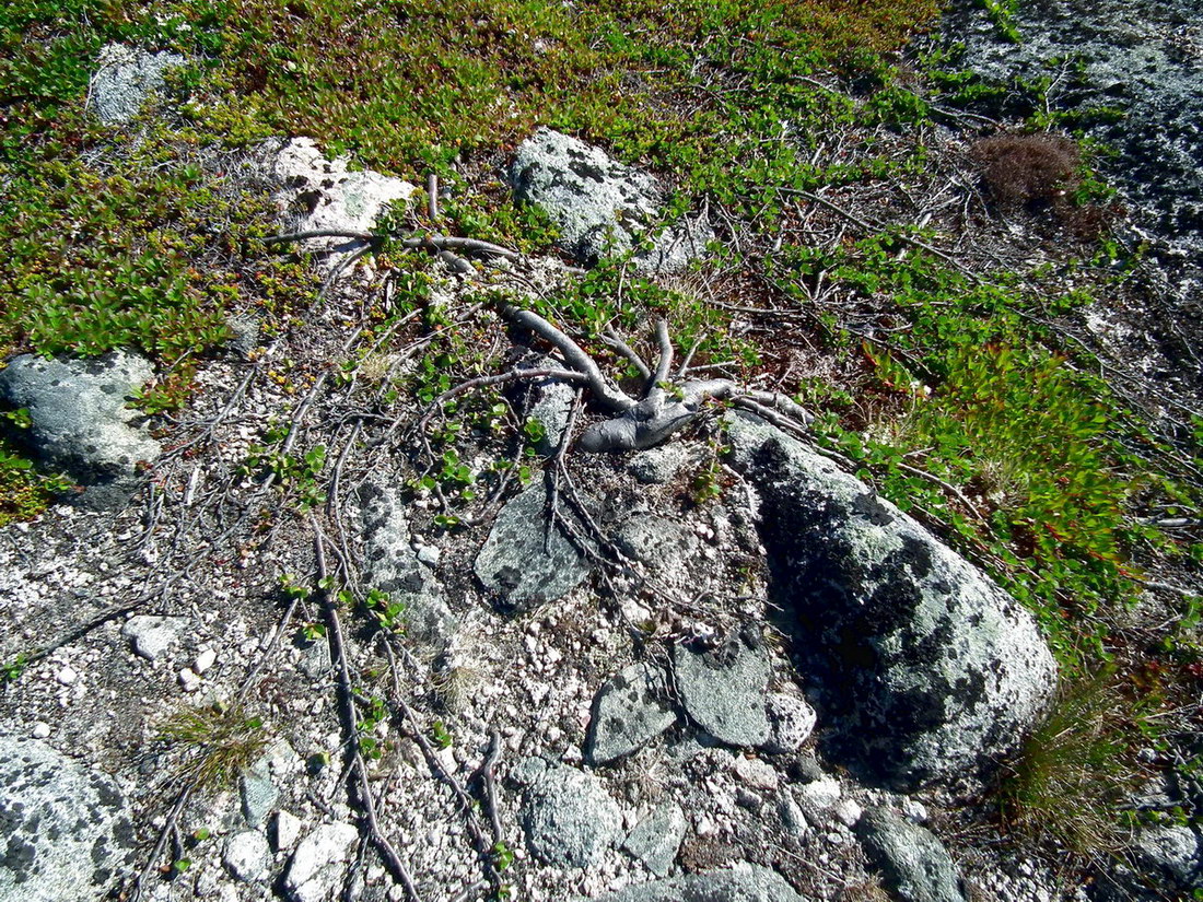 Image of Betula nana specimen.