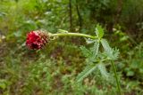 Sanguisorba officinalis