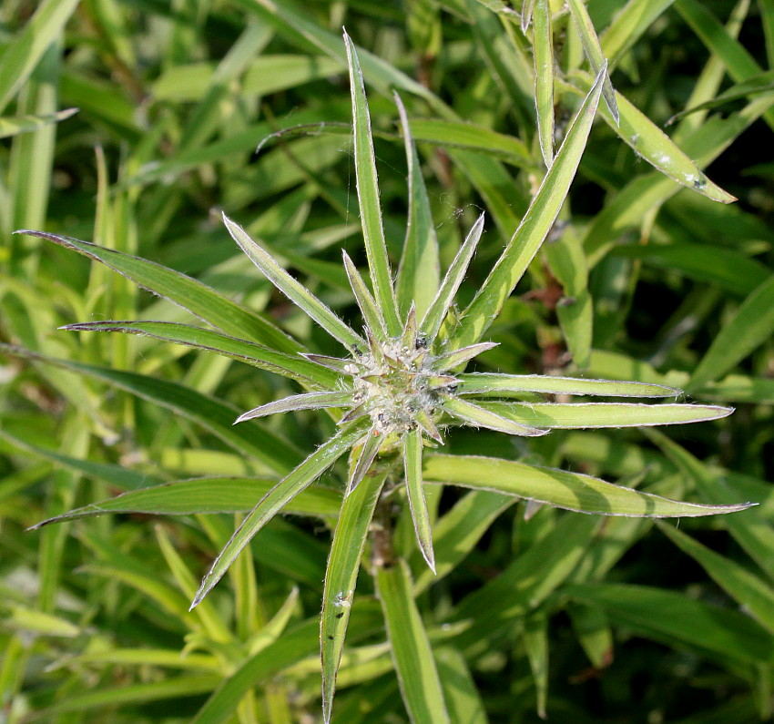 Изображение особи Inula ensifolia.