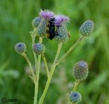 Cirsium incanum