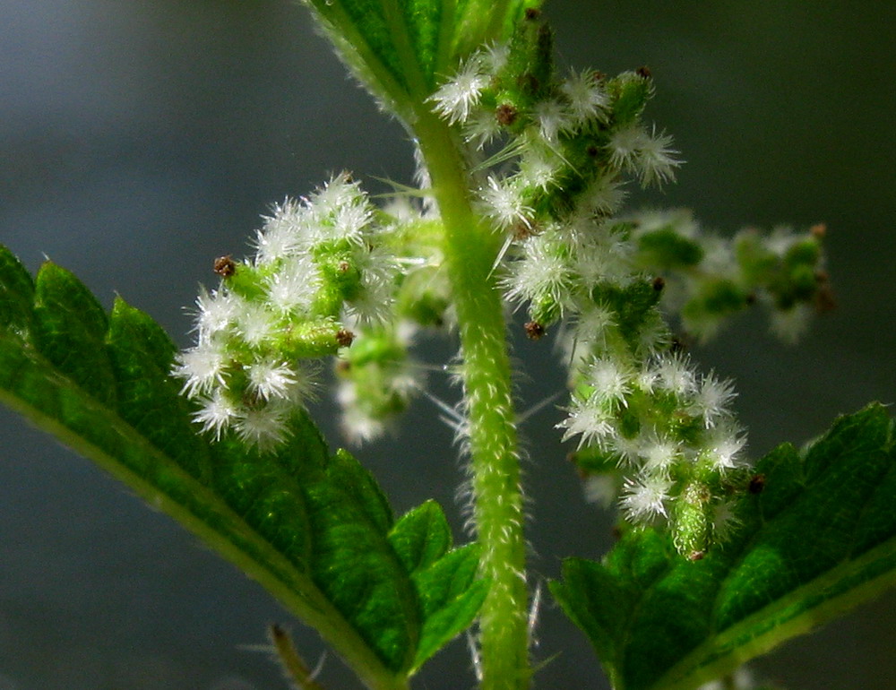 Image of Urtica galeopsifolia specimen.