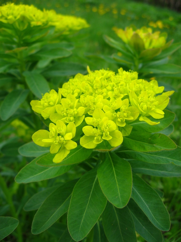 Изображение особи Euphorbia pilosa.