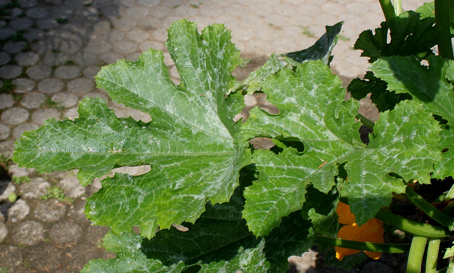 Image of Cucurbita pepo specimen.
