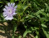 Stokesia laevis. Побег с соцветиями. Германия, г. Дюссельдорф, Ботанический сад университета. 03.07.2014.