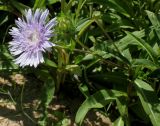 Stokesia laevis