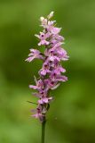 Dactylorhiza fuchsii