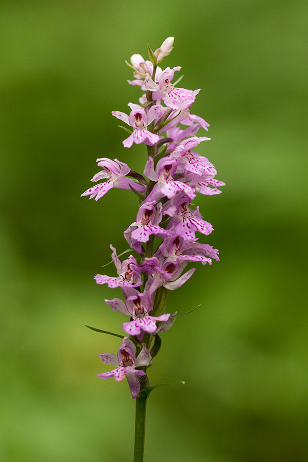 Image of Dactylorhiza fuchsii specimen.