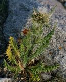 Cirsium semenowii