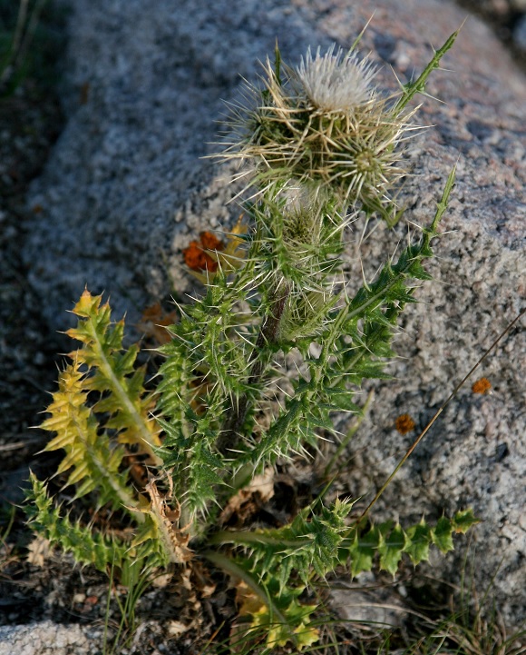 Изображение особи Cirsium semenowii.