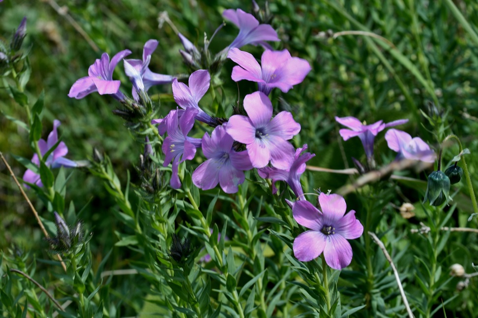 Image of Linum heterosepalum specimen.