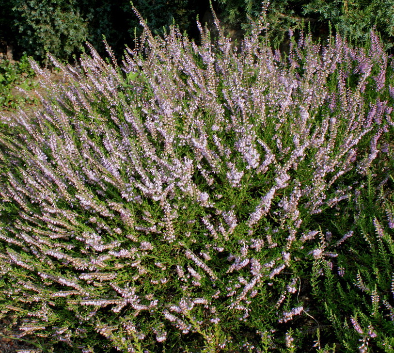 Image of Calluna vulgaris specimen.