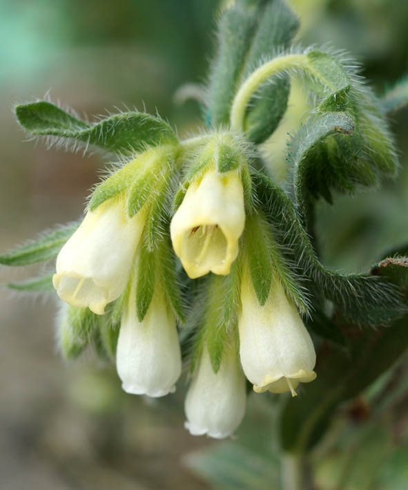 Image of Onosma montana specimen.