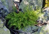 Cryptogramma crispa