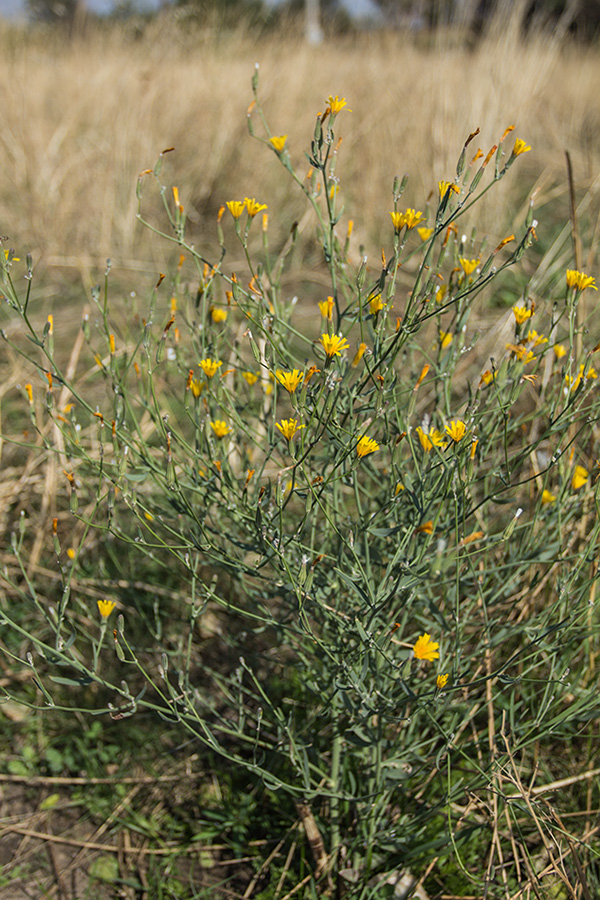 Image of Chondrilla latifolia specimen.