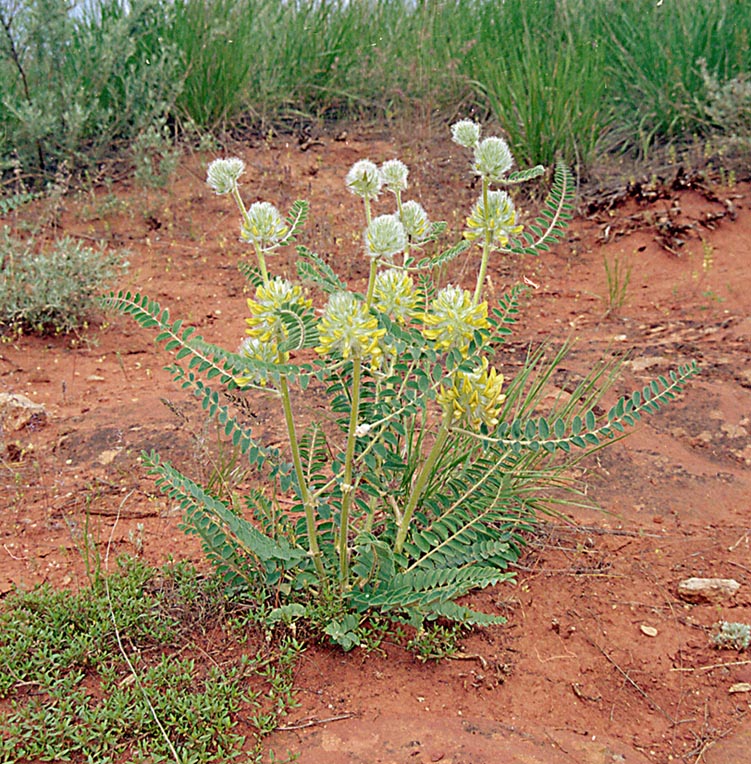 Image of Astragalus vulpinus specimen.