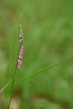 Spiranthes australis