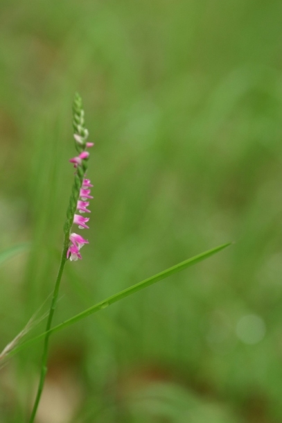Image of Spiranthes australis specimen.