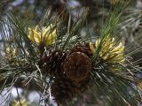 Pinus pallasiana