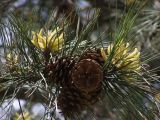 Pinus pallasiana. Прошлогодние и молодые шишки. Узбекистан, г. Ташкент, Ботанический сад им. Ф.Н. Русанова, 02.05.2009.