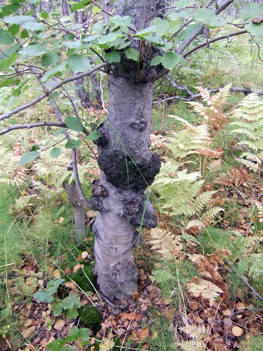 Изображение особи Alnus kolaensis.