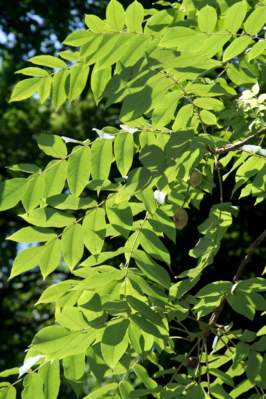 Image of Juglans ailanthifolia specimen.