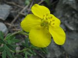 Dasiphora fruticosa. Цветок. Иркутская обл., Бодайбинский р-н, крутой зелесённый склон долины р. Хомолхо. 14.07.2008.