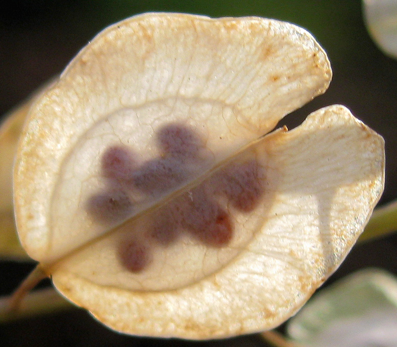 Image of Thlaspi arvense specimen.