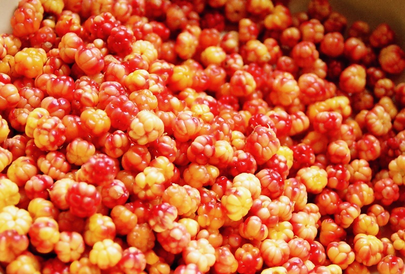 Image of Rubus chamaemorus specimen.