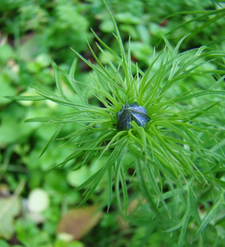 Изображение особи Nigella damascena.