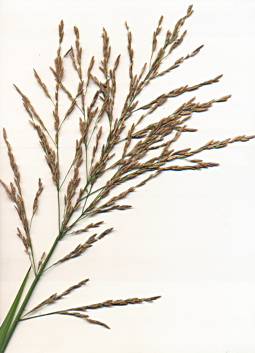 Image of Glyceria maxima specimen.