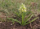 Dactylorhiza romana подвид georgica. Цветущее растение. Краснодарский край, м/о г. Геленджик, хр. Коцехур, гора Шахан, склон горы. 18.04.2015.